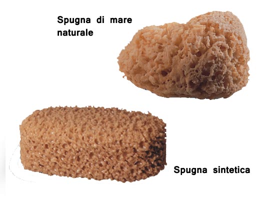 Natural see sponge and synthetic sponge